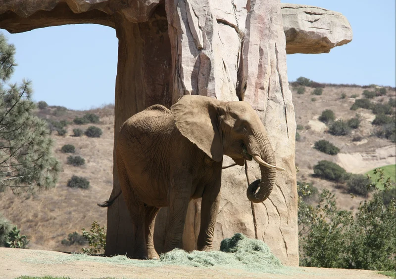 86349 Natur - Elefant Puzzle