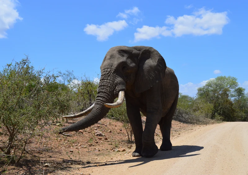 87279 Tierwelt - Elefant Puzzle