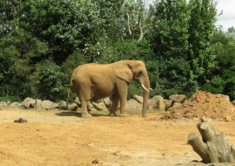 87315 Tierwelt - Elefant Puzzle