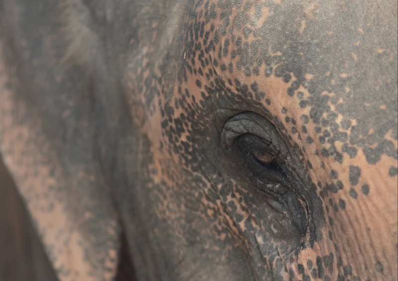 87319 Tierwelt - Elefant Puzzle