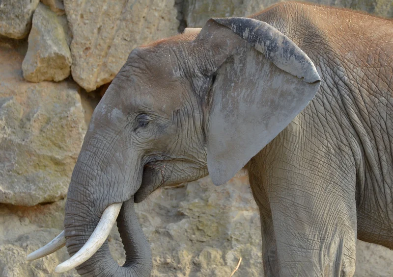 87323 Tierwelt - Elefant Puzzle