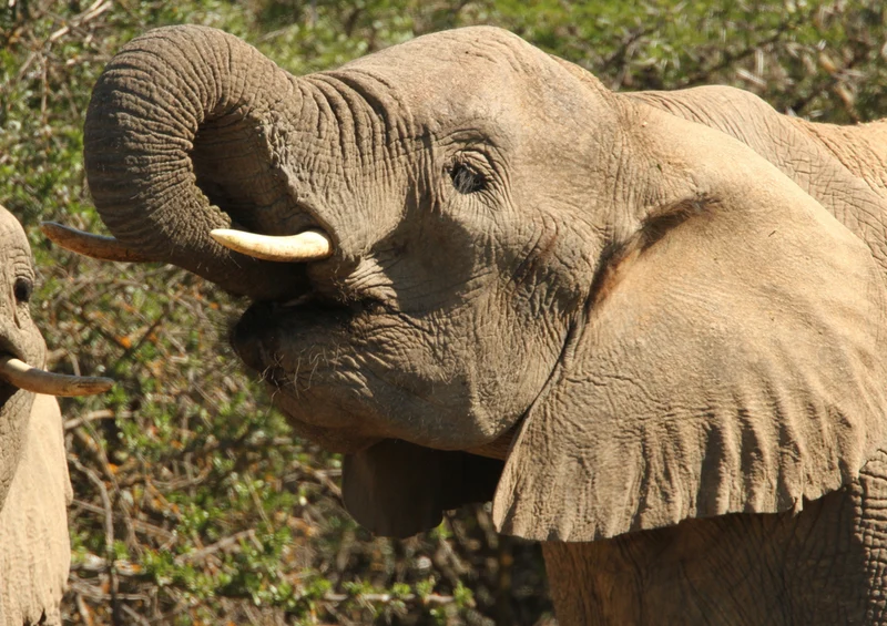 87045 Tierwelt - Elefant Puzzle