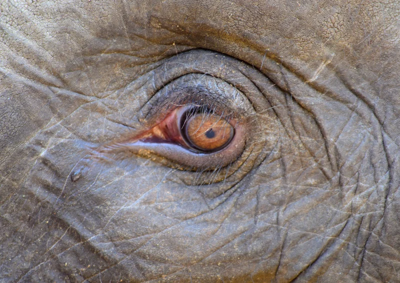 87053 Tierwelt - Elefant Puzzle