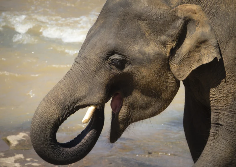 87061 Tierwelt - Elefant Puzzle