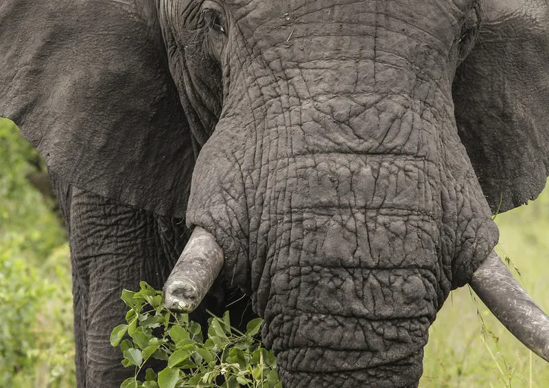 87072 Tierwelt - Elefant Puzzle