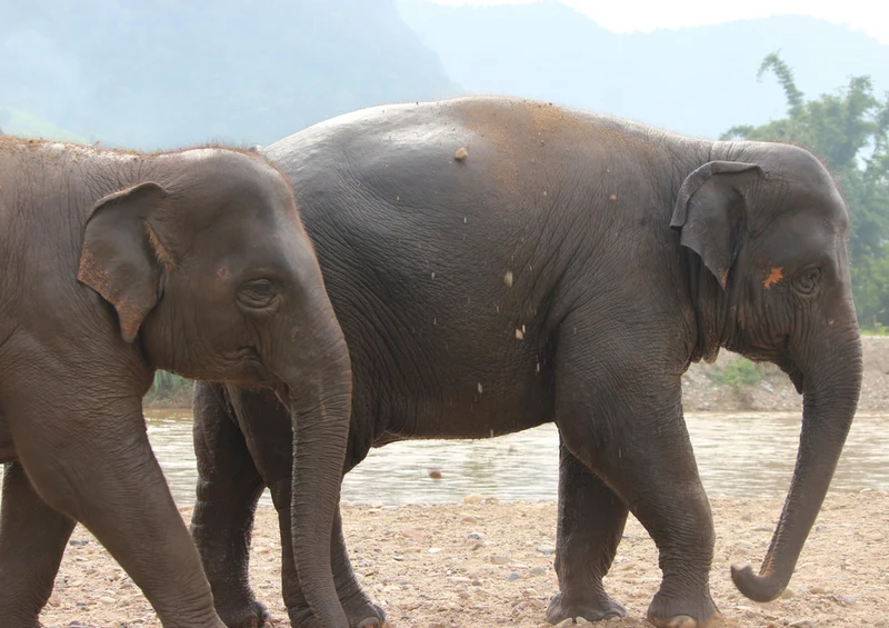 87073 Tierwelt - Elefanten Puzzle