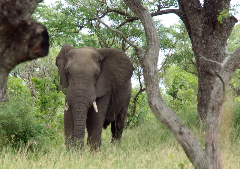 87080 Tierwelt - Elefant Puzzle