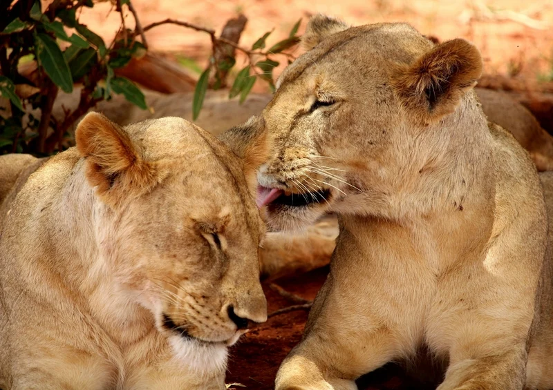 53420 Tierwelt - Löwin Puzzle