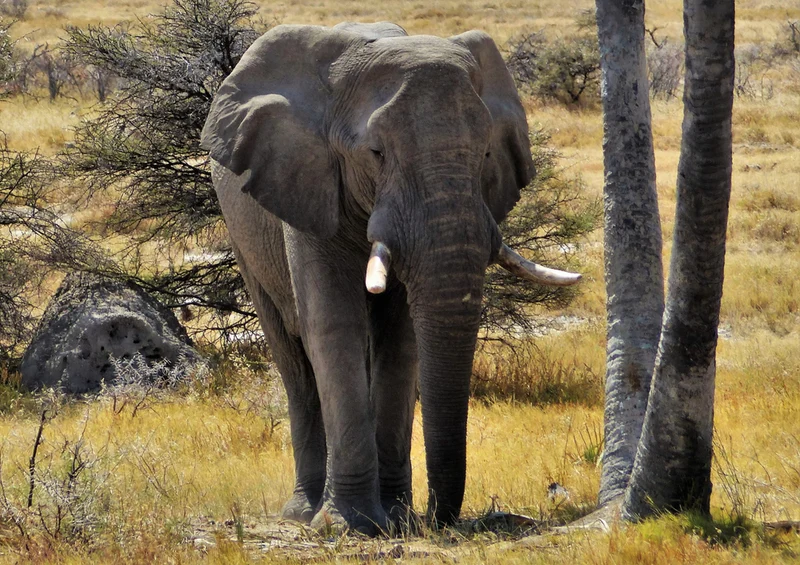 86771 Tierwelt - Elefant Puzzle