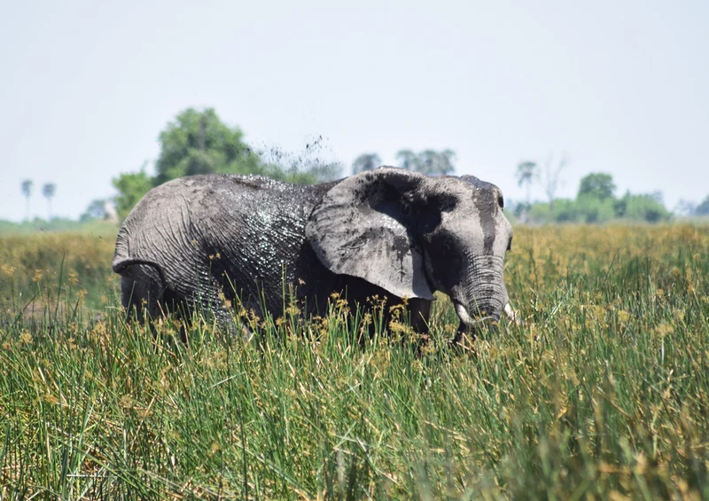 86789 Tierwelt - Elefant Puzzle