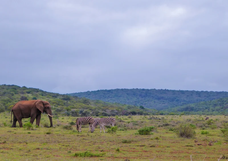 86808 Tierwelt - Afrika Puzzle