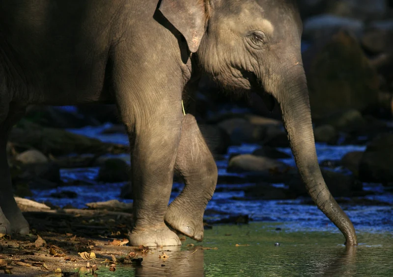 86812 Tierwelt - Elefant Puzzle