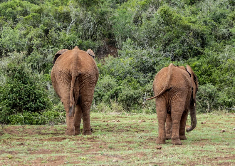 86815 Tierwelt - Elefant Puzzle