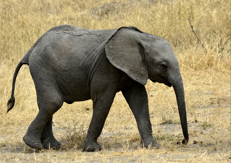 86819 Tierwelt - Elefant Puzzle