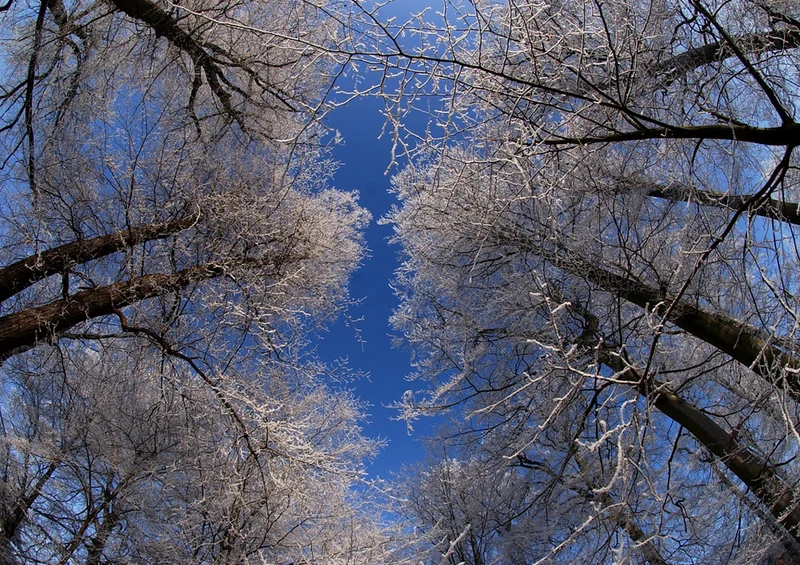 86102 Natur - Winter Puzzle