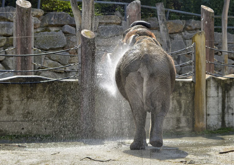 87330 Tierwelt - Elefant Puzzle