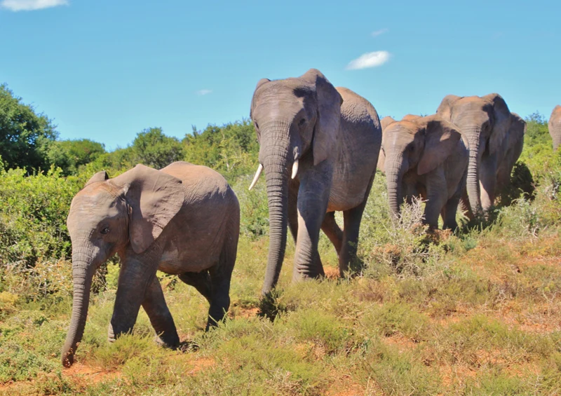 87368 Tierwelt - Elefanten Puzzle