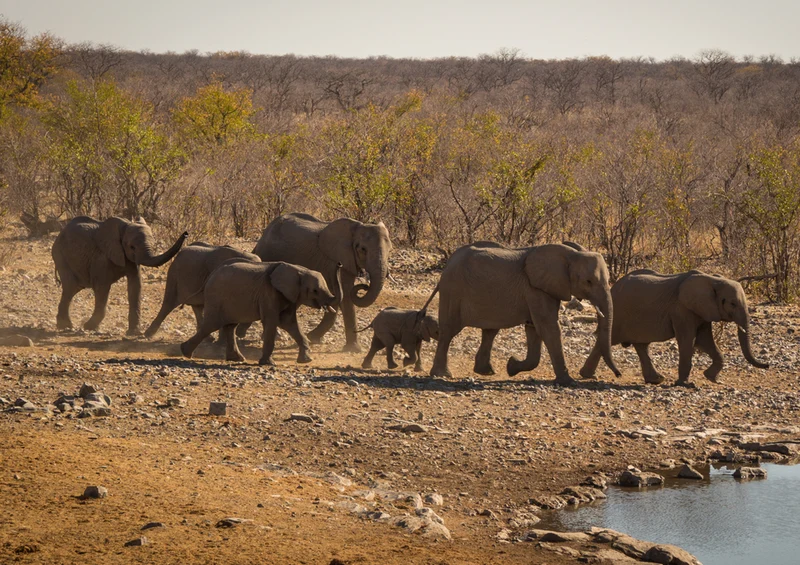 87375 Tierwelt - Elefanten Puzzle