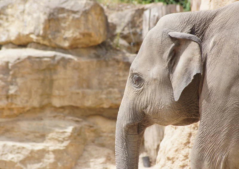 85840 Tierwelt - Elefant Puzzle