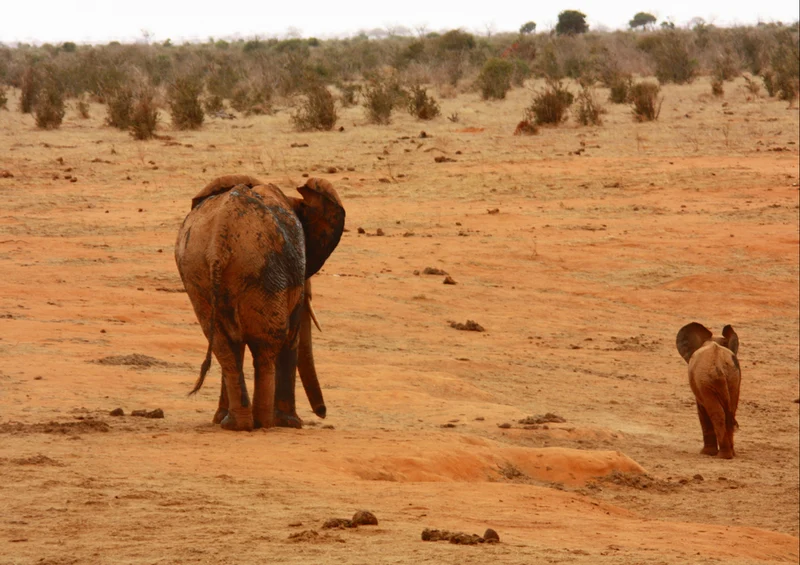 85854 Tierwelt - Elefant Puzzle