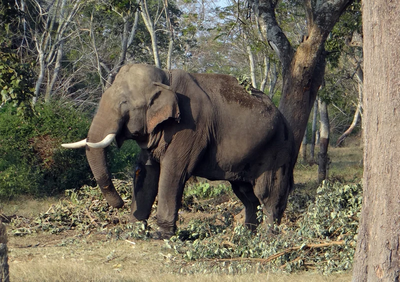 85858 Tierwelt - Elefant Puzzle