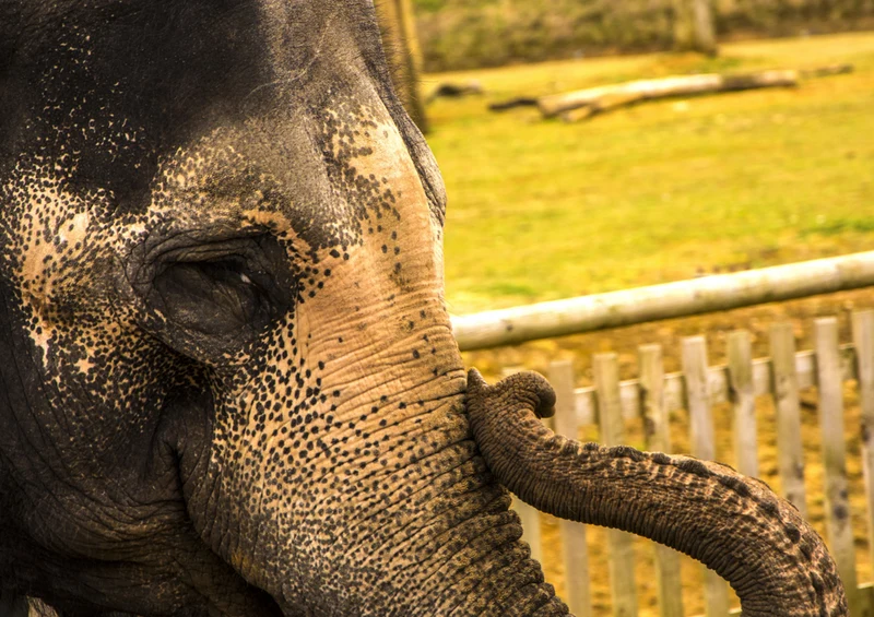 85861 Tierwelt - Elefant Puzzle