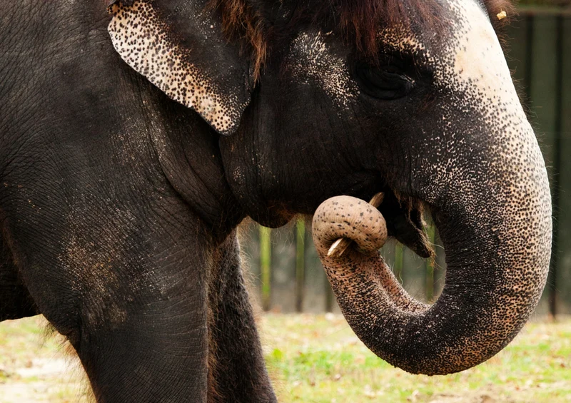 85865 Tierwelt - Elefant Puzzle