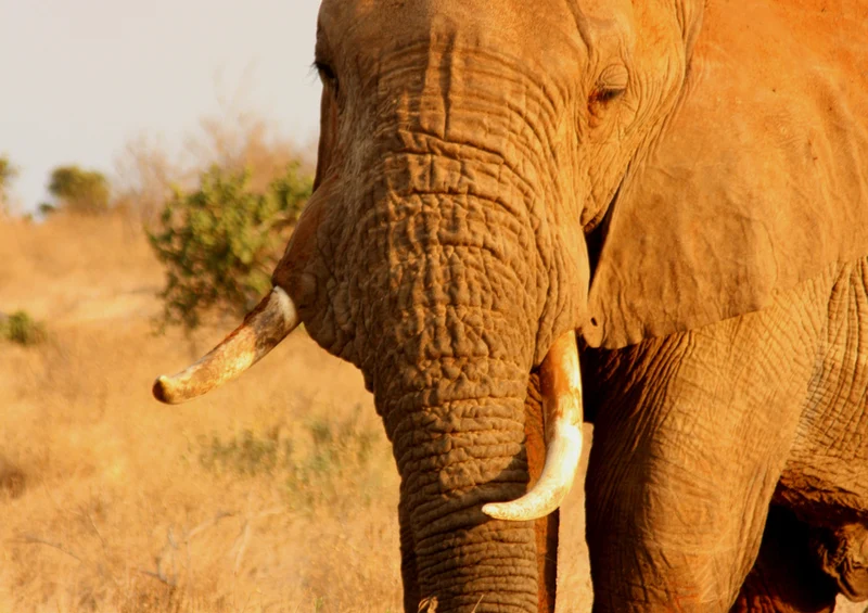 85876 Tierwelt - Elefant Puzzle