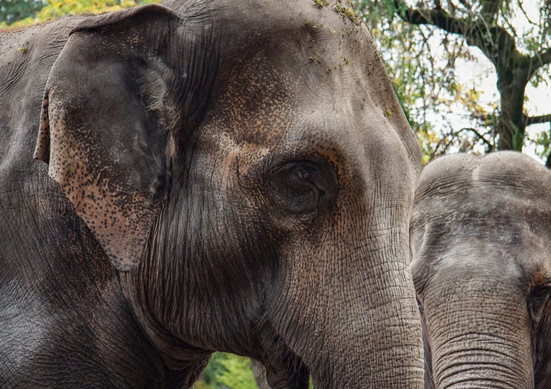 87086 Tierwelt - Elefant Puzzle