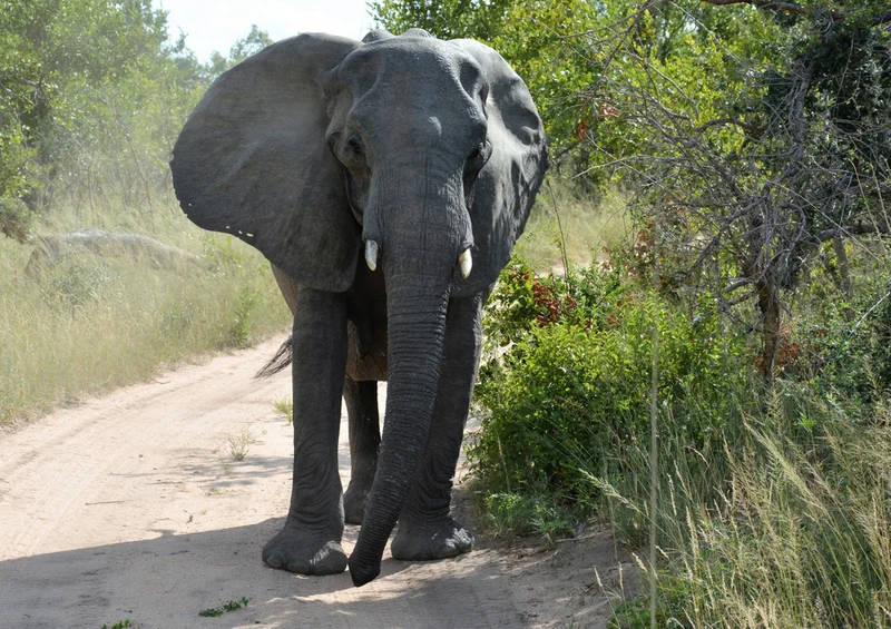87090 Tierwelt - Elefant Puzzle