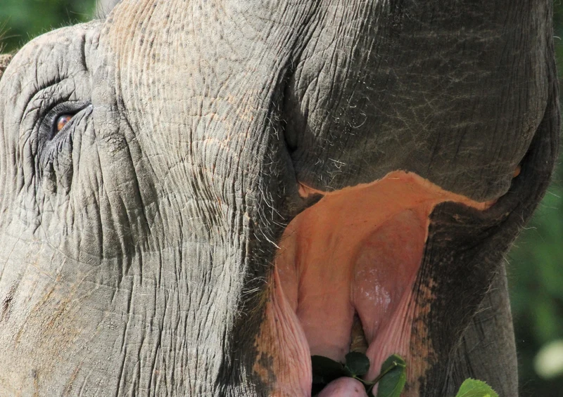 87104 Tierwelt - Elefant Puzzle