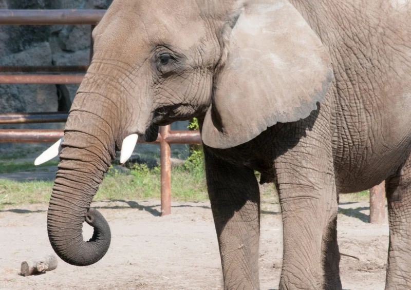 87110 Tierwelt - Elefant Puzzle
