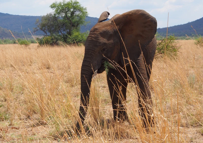 76623 Tierwelt - Elefant Puzzle