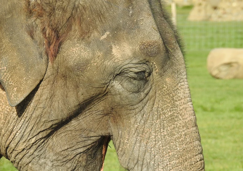 76627 Tierwelt - Elefant Puzzle