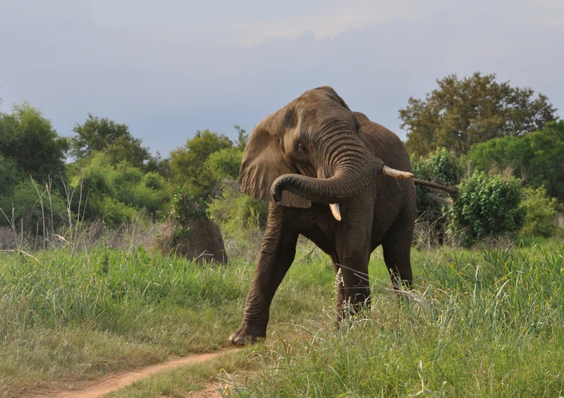 76631 Tierwelt - Afrikanischer Elefant Puzzle