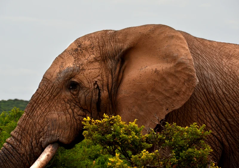 76639 Tierwelt - Elefant Puzzle
