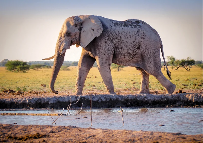76643 Tierwelt - Elefant Puzzle