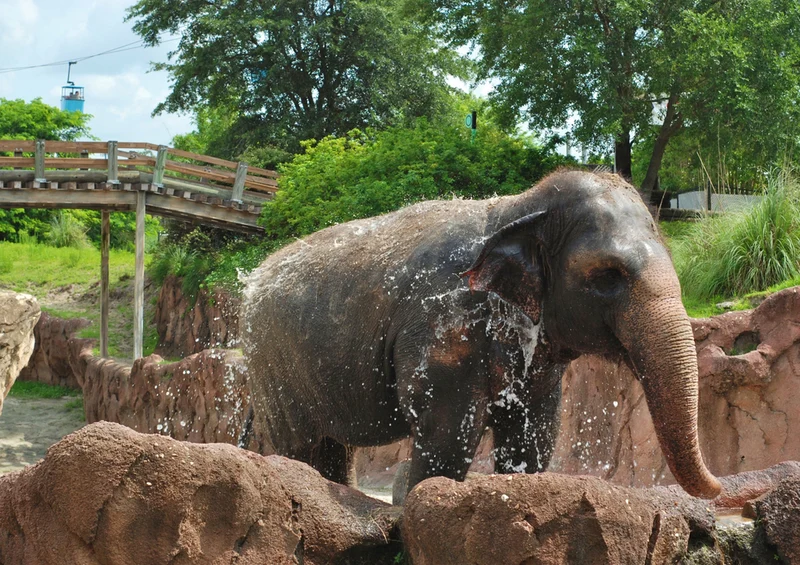 86380 Natur - Elefant Puzzle