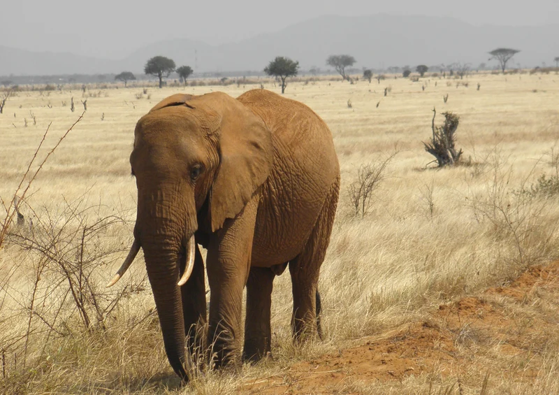 86412 Natur - Elefant Puzzle