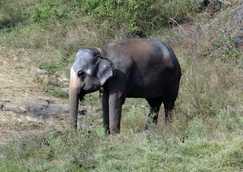 86428 Natur - Elefant Puzzle