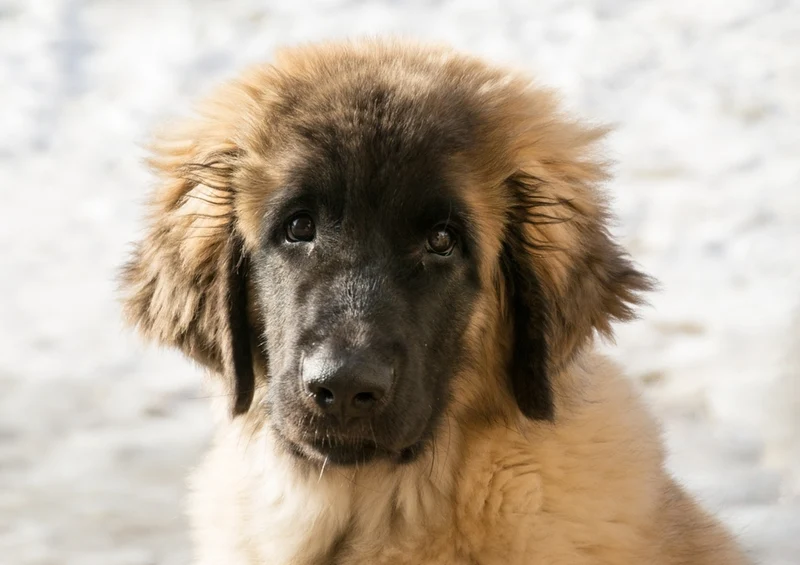 53395 Tierwelt - Leonberger Puzzle