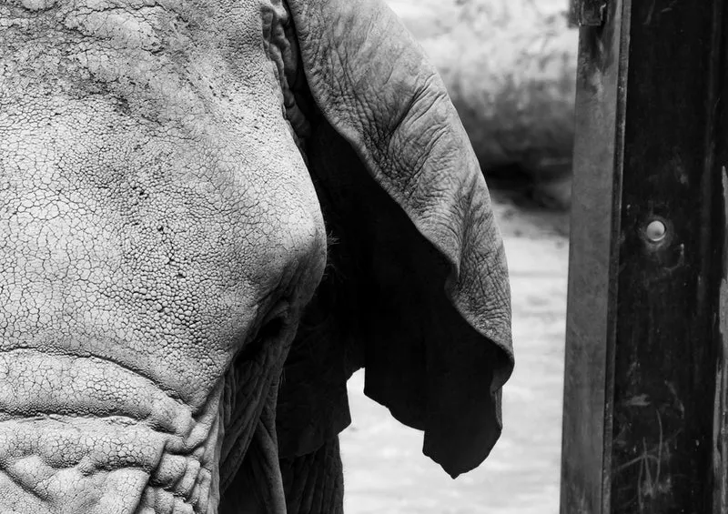 85890 Tierwelt - Elefant Puzzle