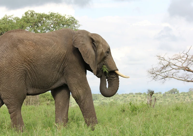 85904 Tierwelt - Elefant Puzzle