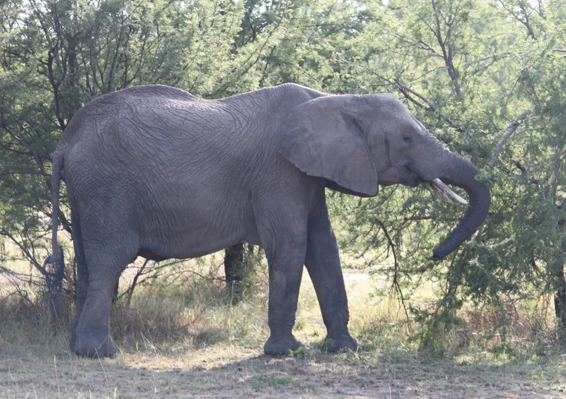 86827 Tierwelt - Elefant Puzzle