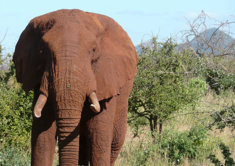 86835 Tierwelt - Elefant Puzzle