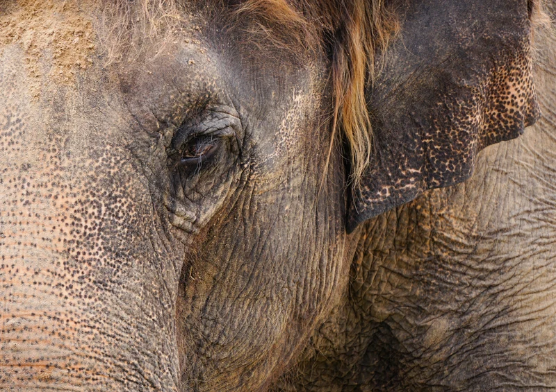 86836 Tierwelt - Elefant Puzzle