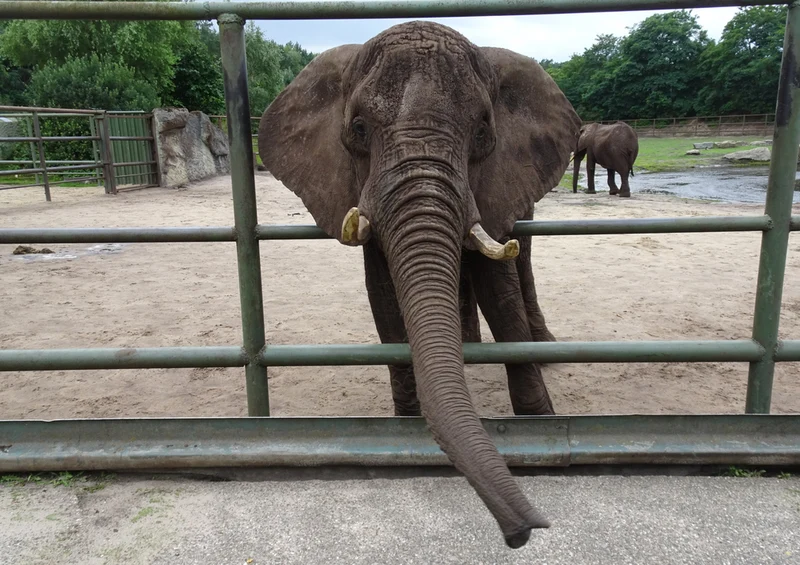 86863 Tierwelt - Elefant Puzzle