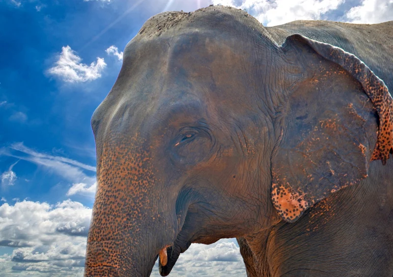 86871 Tierwelt - Elefant Puzzle