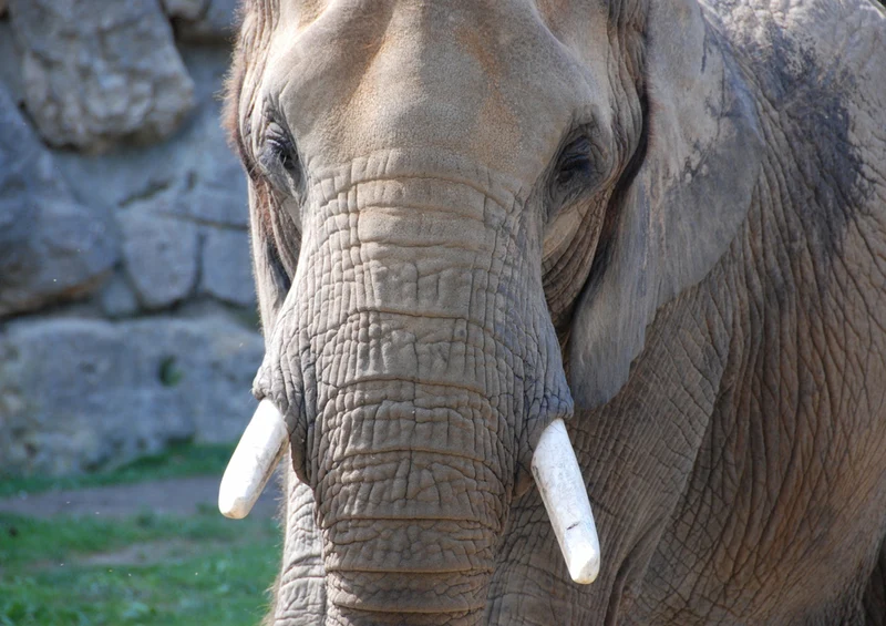 86879 Tierwelt - Elefant Puzzle