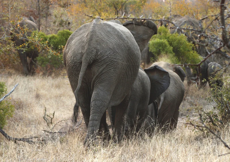 76647 Tierwelt - Elefanten Puzzle